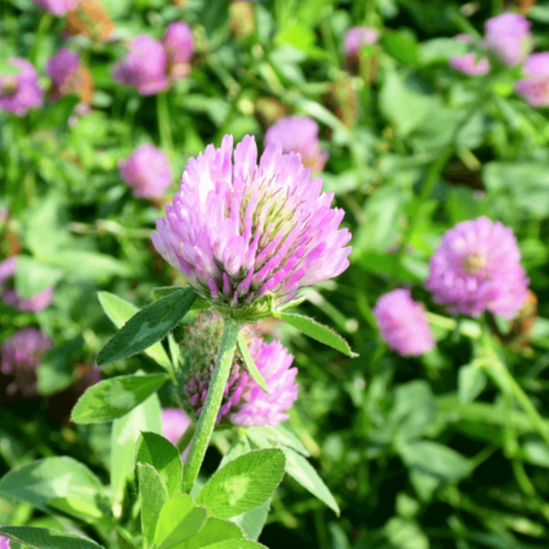 ALTASWEDE (Trifolium pratense)