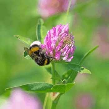 Rotklee (Trifolium pratense)