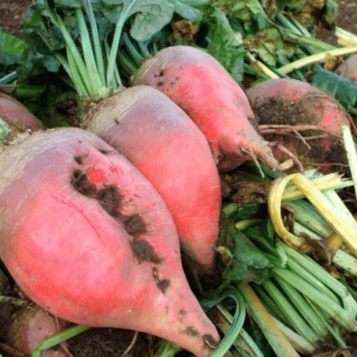 Rübensaatgut BRUNIUM