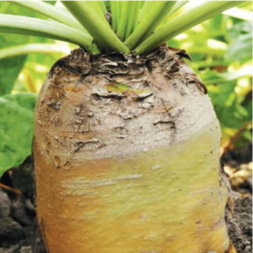 Rübensaatgut GERONIMO