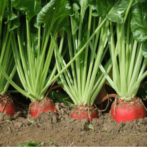 Rübensaatgut RIBAMBELLE