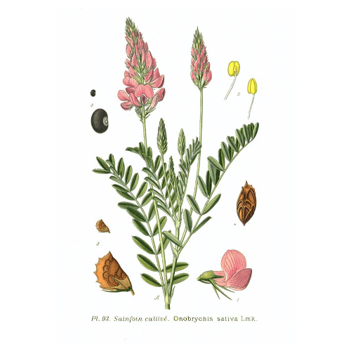 Saat Esparsette (Onobrychis viciifolia)