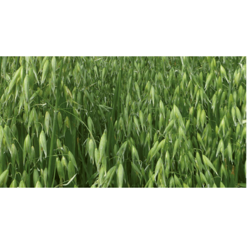 Hafer Asterion ZS Sommerhafer