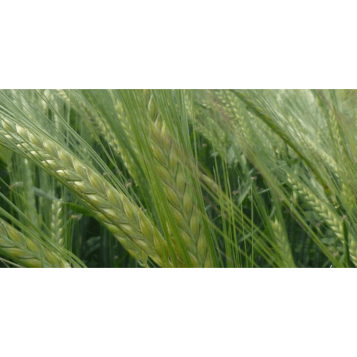 Sommerbraugerste Lexy ZS