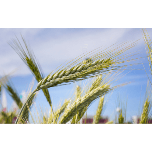 Sommertriticale Somtri