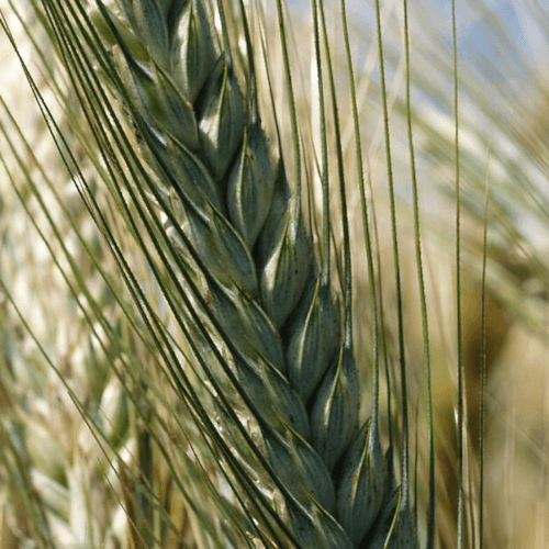Sommertriticale SU Carl
