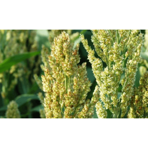 Sorghum Bovital Futtersorghum