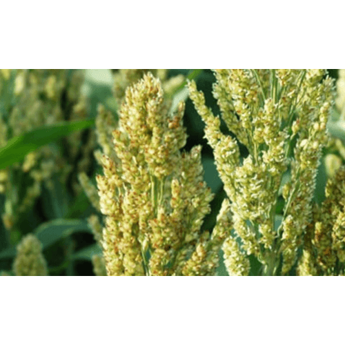 Sorghum Vilomene Ertrag und Futterqualität
