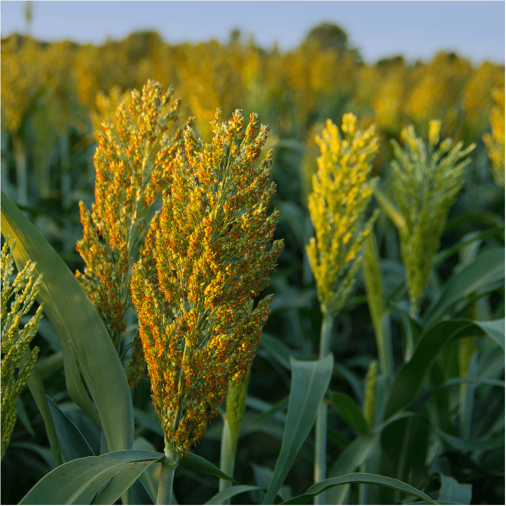 Sudangras Gardavan Sorghum