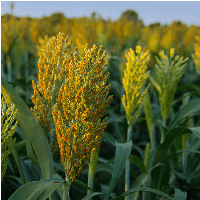 Sudangras Gardavan Sorghum