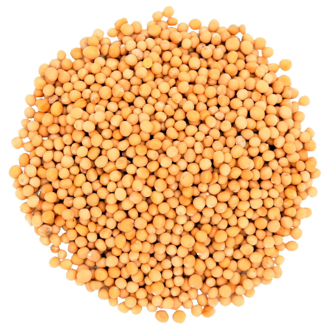 Weier - Gelbsenf 25 kg Grndngung Zwischenfrucht Grndnger Bodenaktivato  | eBay.de