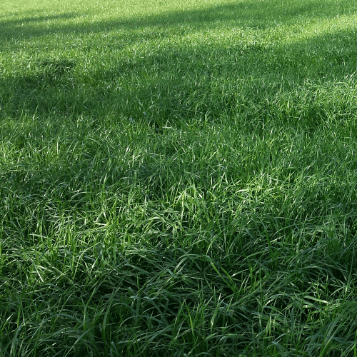 Welsches Weidelgras (Lolium multiflorum)