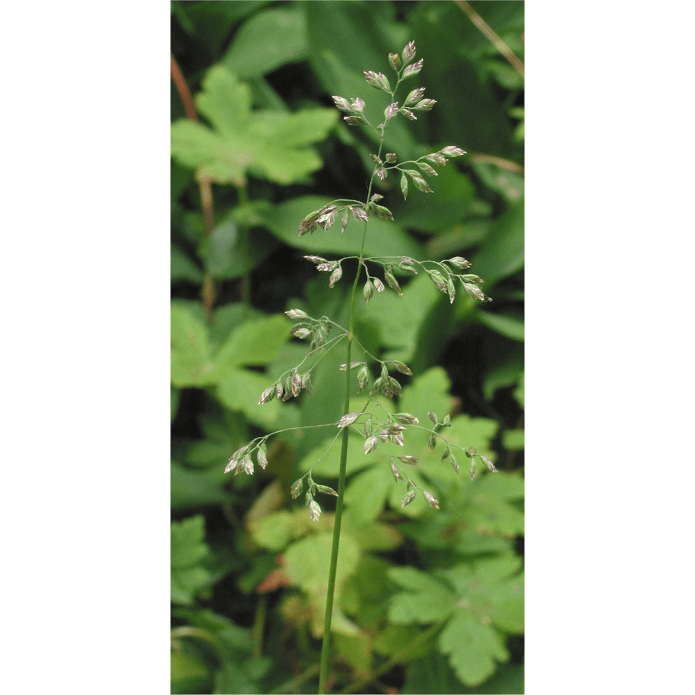 Wiesenrispe (Poa pratensis)