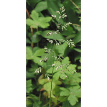 Wiesenrispe (Poa pratensis)