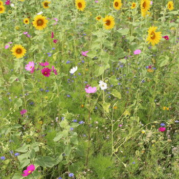 Greenfield Wildblumen- und Kräuterwiese ohne Gräser GF 895