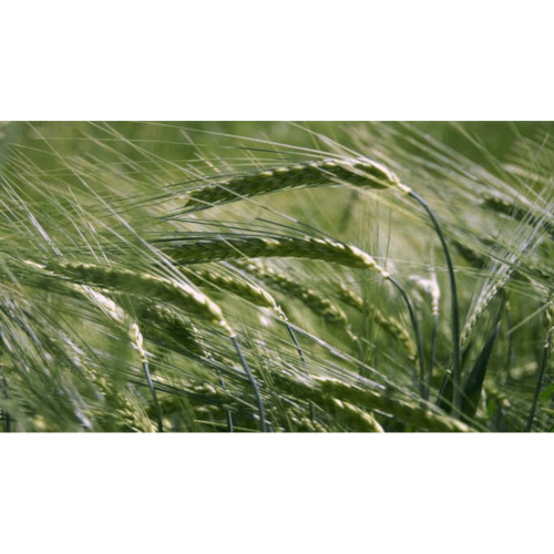 Wintergerste Julia, mehrzeilig