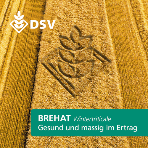 Wintertriticale Brehat