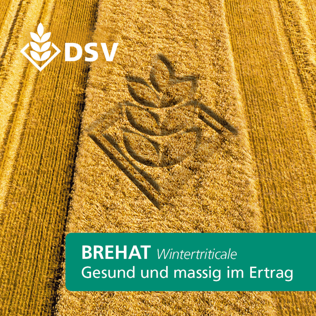 Wintertriticale Brehat