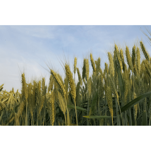 Wintertriticale Rivolt