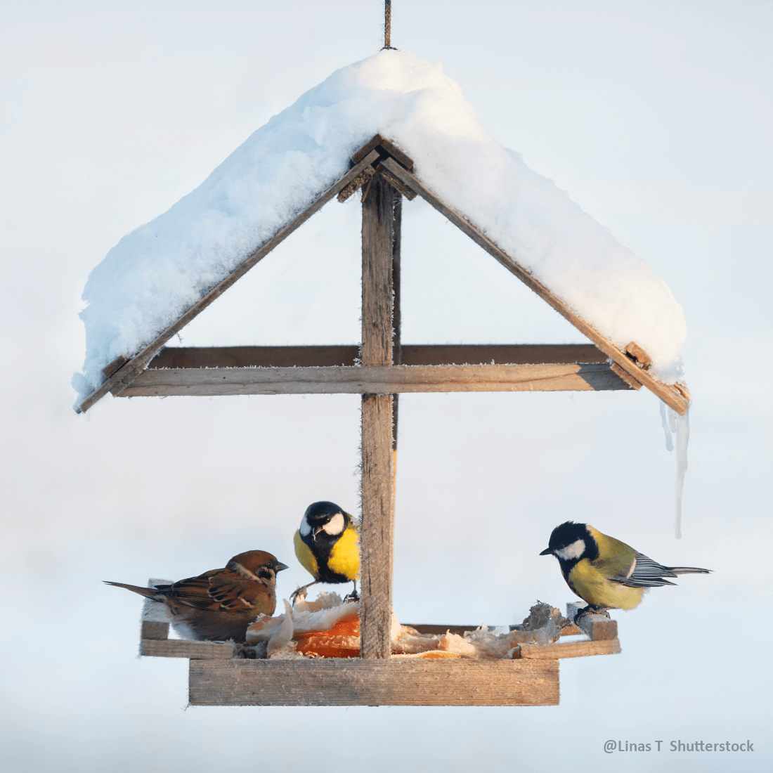Agrarshop Erdnuss weiß blanchiert