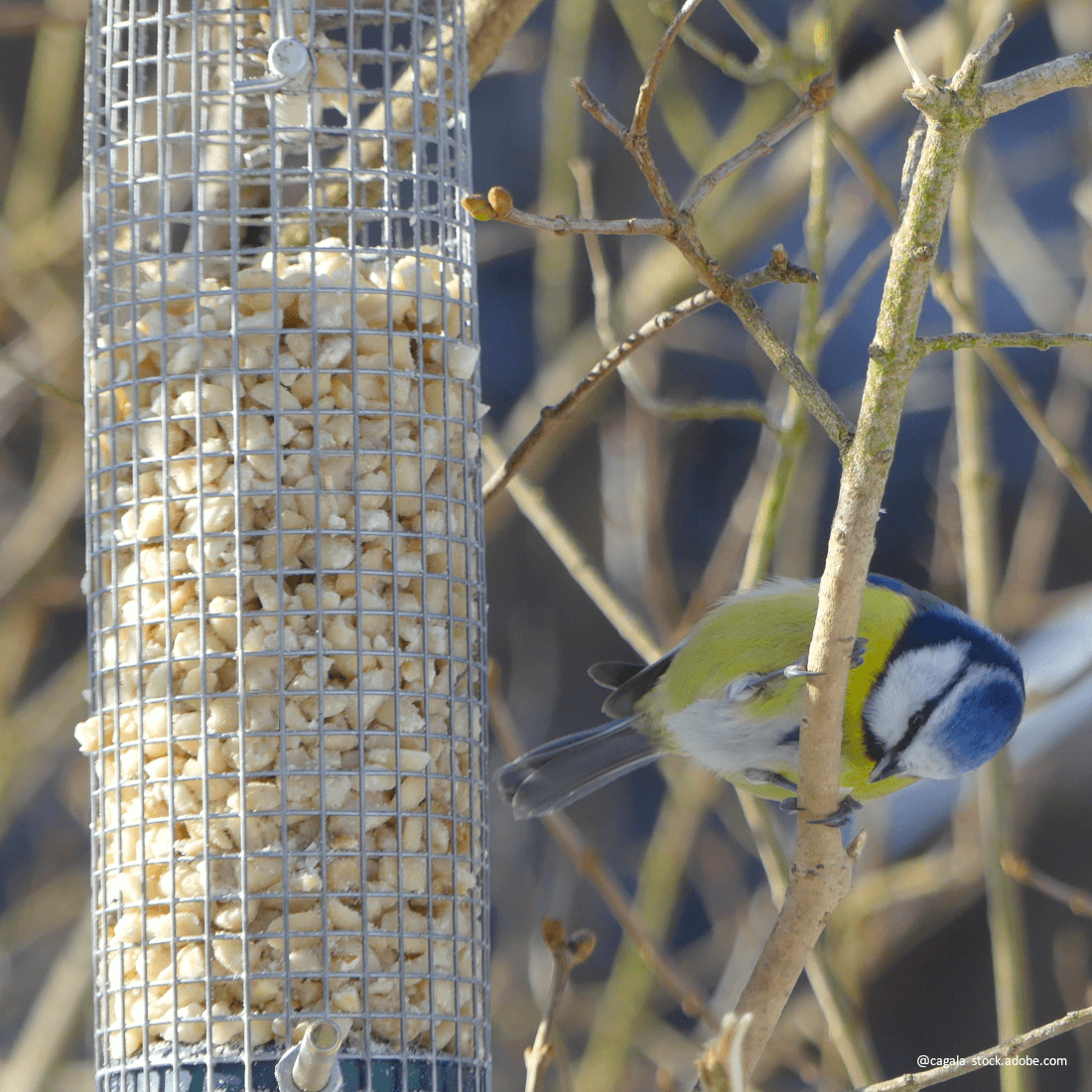 Agrarshop Erdnuss weiß blanchiert
