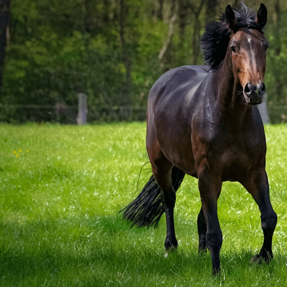 Agrarshop Pferdeweide Nachsaat