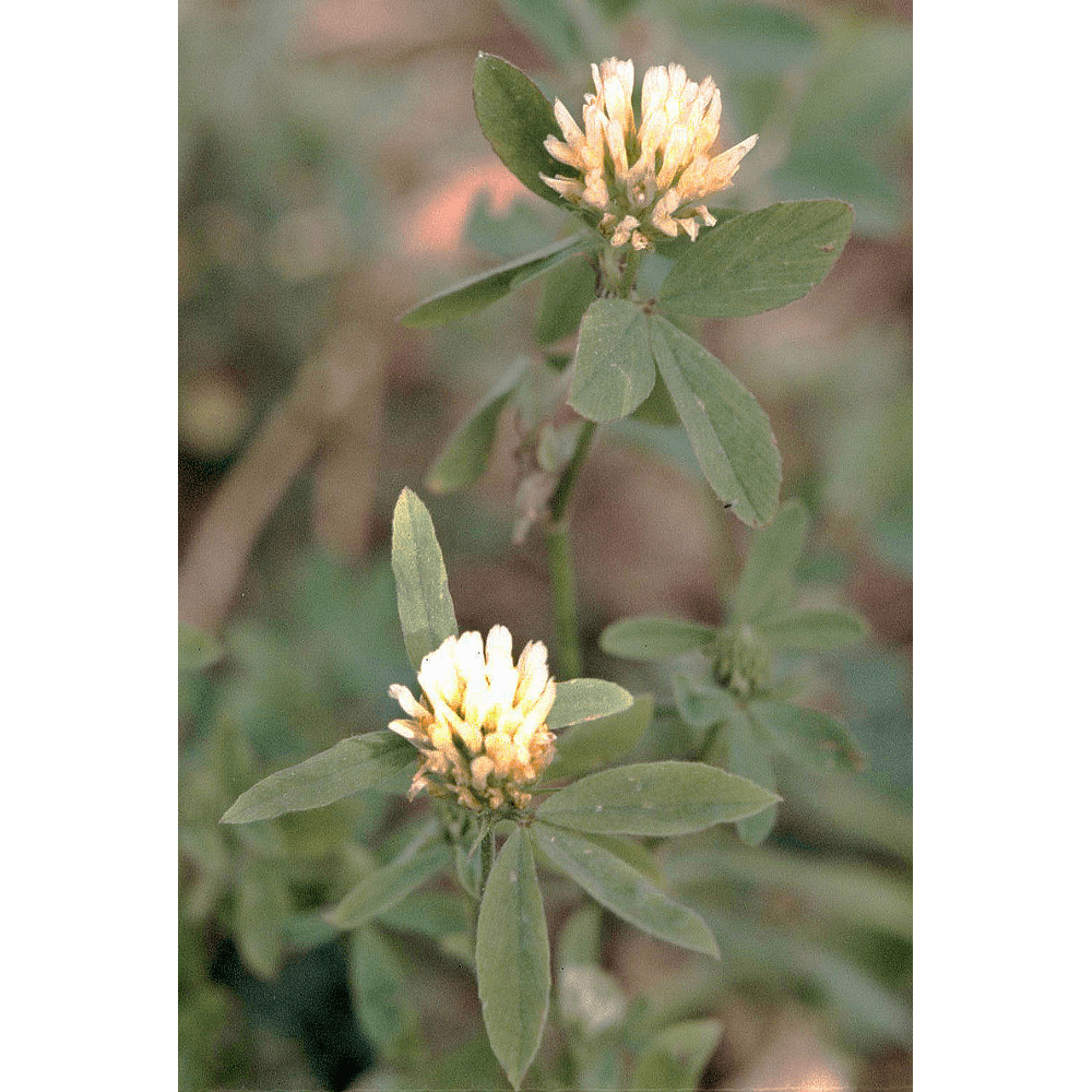 Alexandrinerklee (Trifolium alexandrinum)