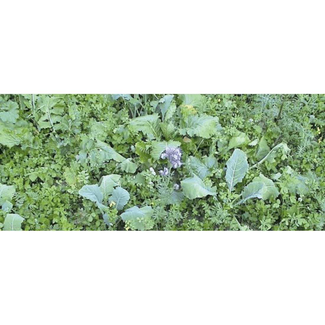 Barenbrug Wildackermischung einjährig