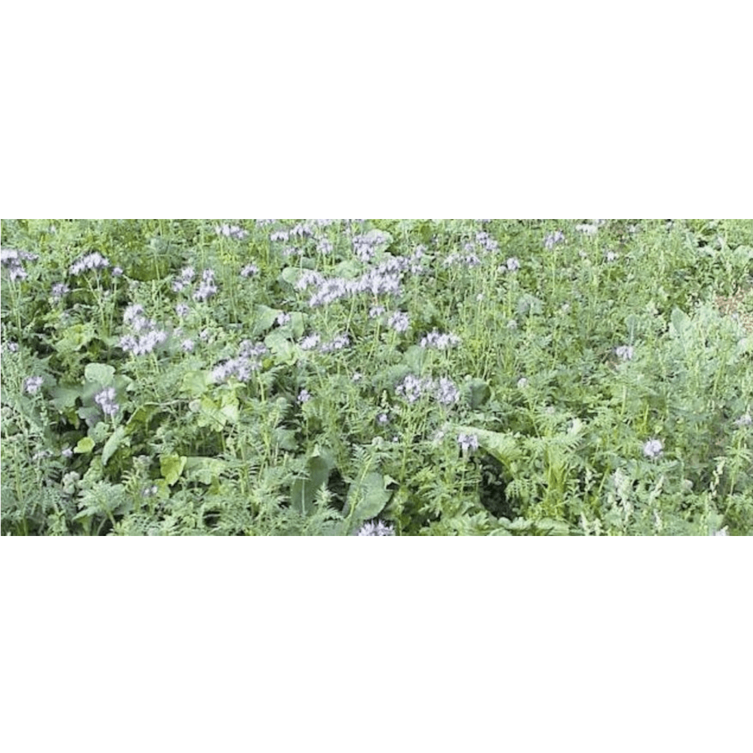 Barenbrug Wildackermischung mehrjährig