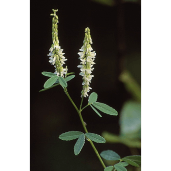 Bokharaklee (Melilotus) Steinklee