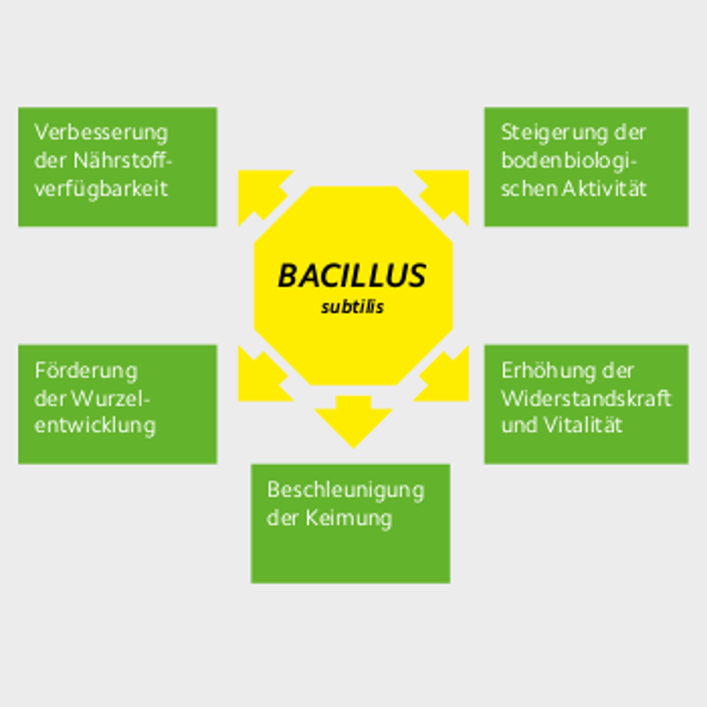 COMPO EXPERT® Seed Regeneration Plus RSM 3.2 