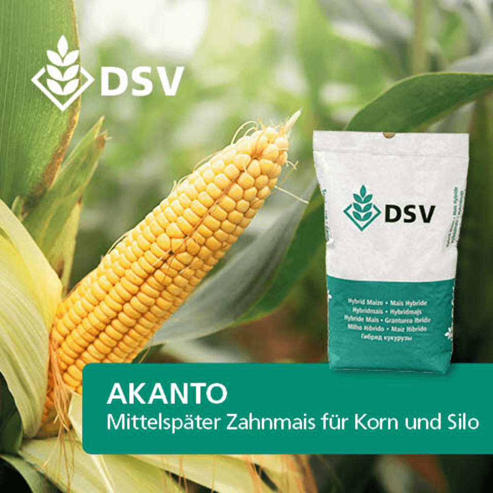 DSV Saatmais AKANTO