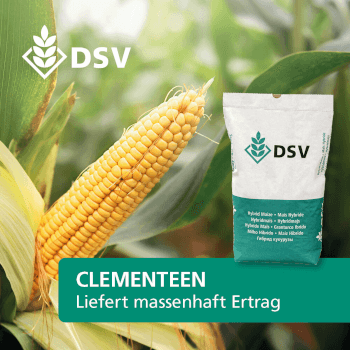 DSV Saatmais CLEMENTEEN