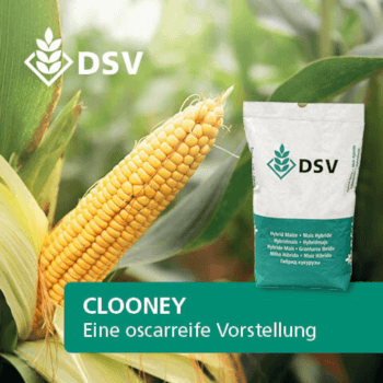 DSV Saatmais CLOONEY