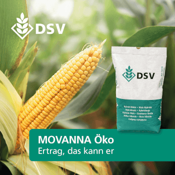 DSV Saatmais Silomais MOVANNA S 220 ca. K 210 ÖKO