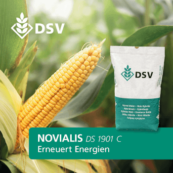 DSV Saatmais NOVIALIS/DS 1901 C