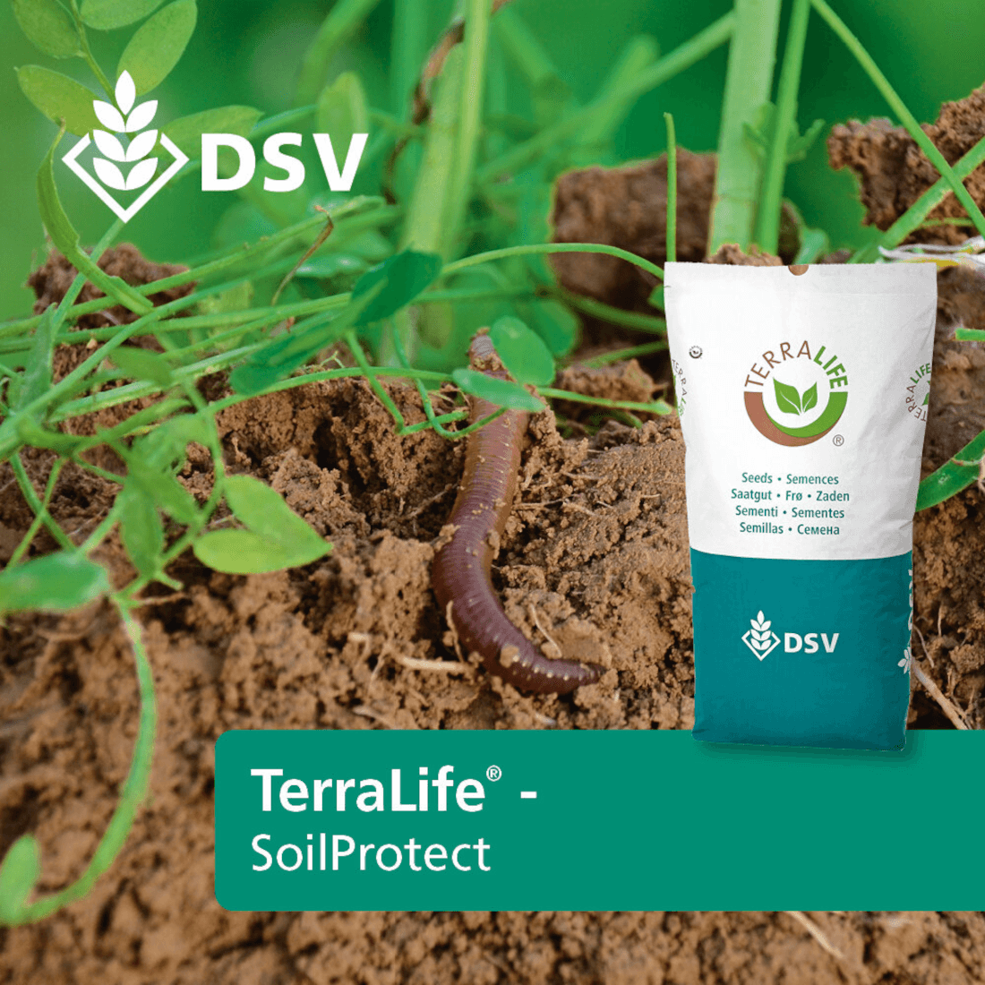 DSV TerraLife® SoilProtect Zwischenfruchtmischung