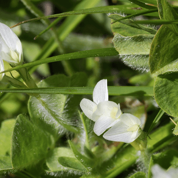 Erdklee (Trifolium subterraneum)