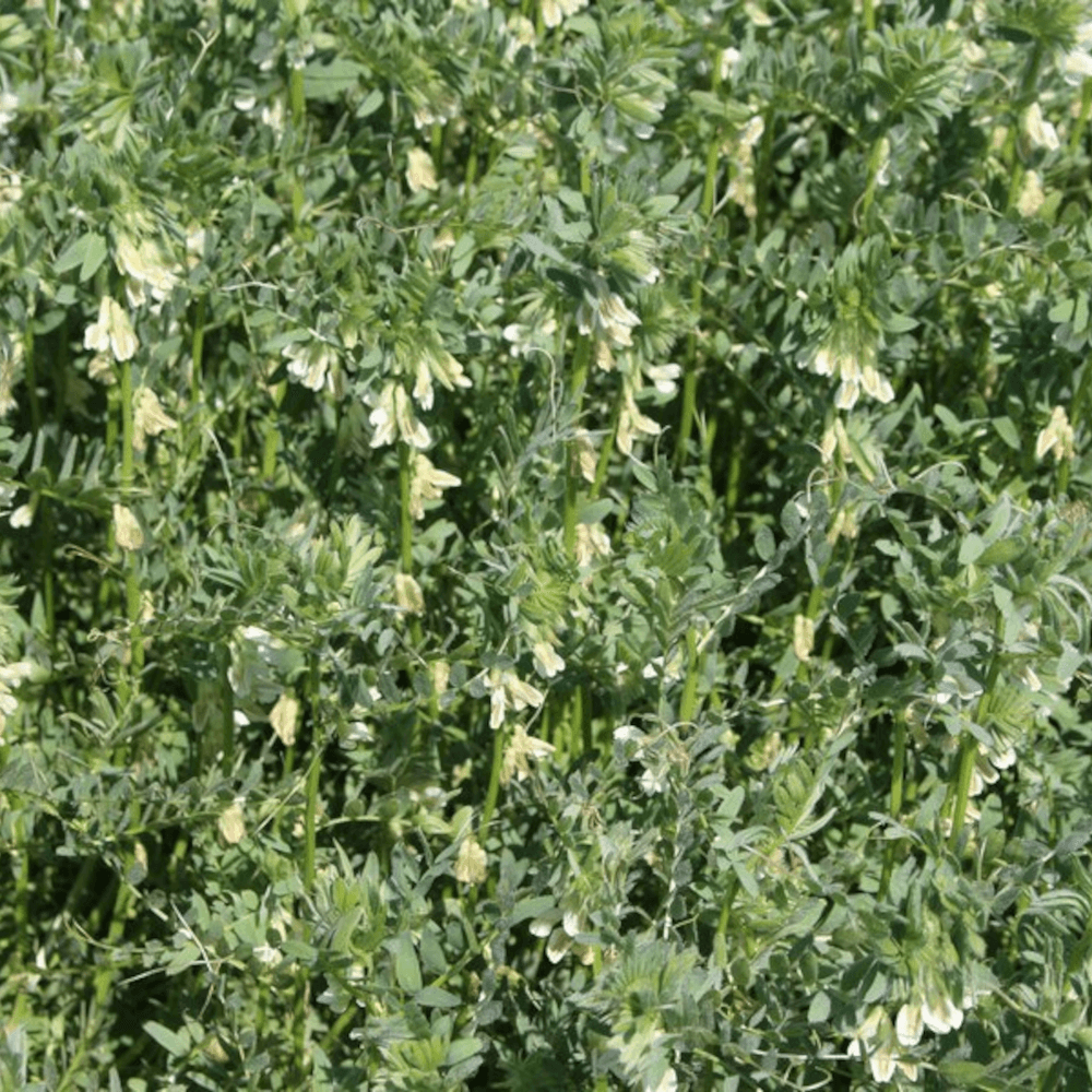 Pannonische Wicken (Vicia pannonica)