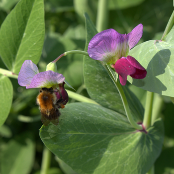 Futtererbse - Saaterbse (Pisum sativum)