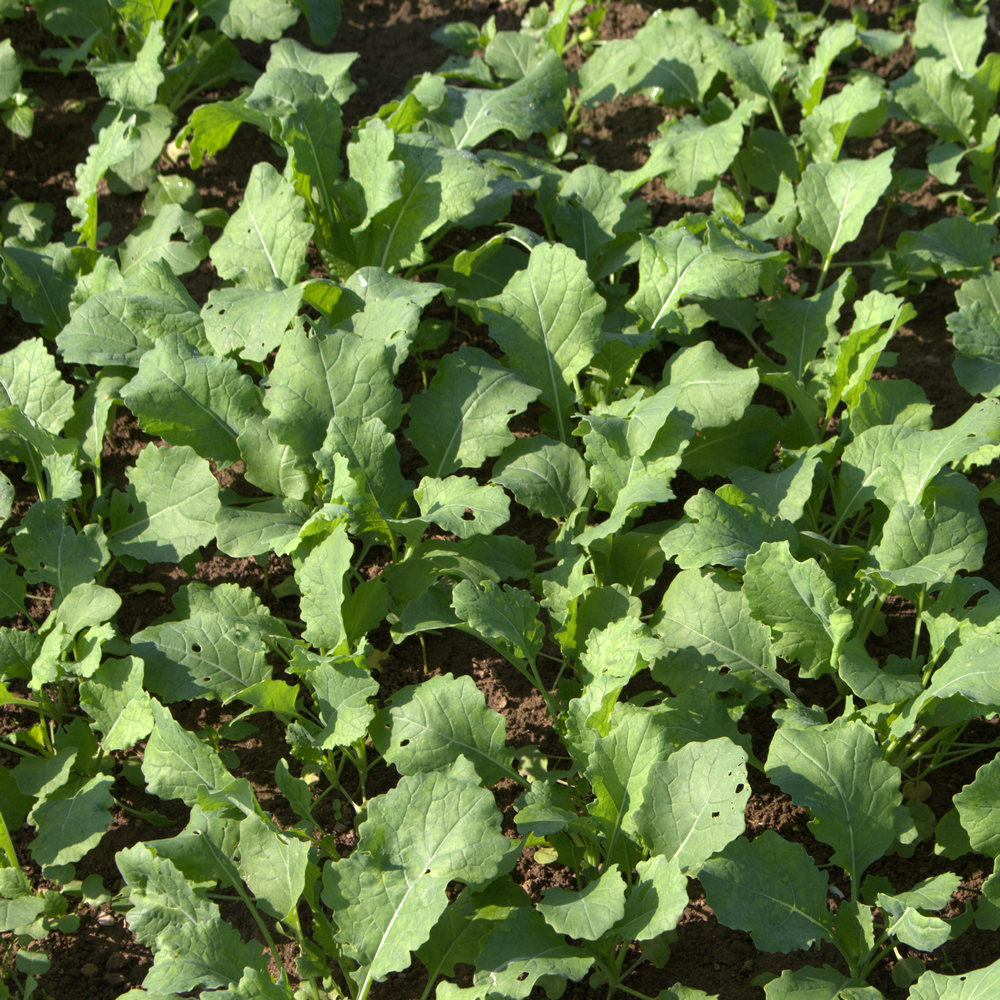 Futterraps (Brassica napus)