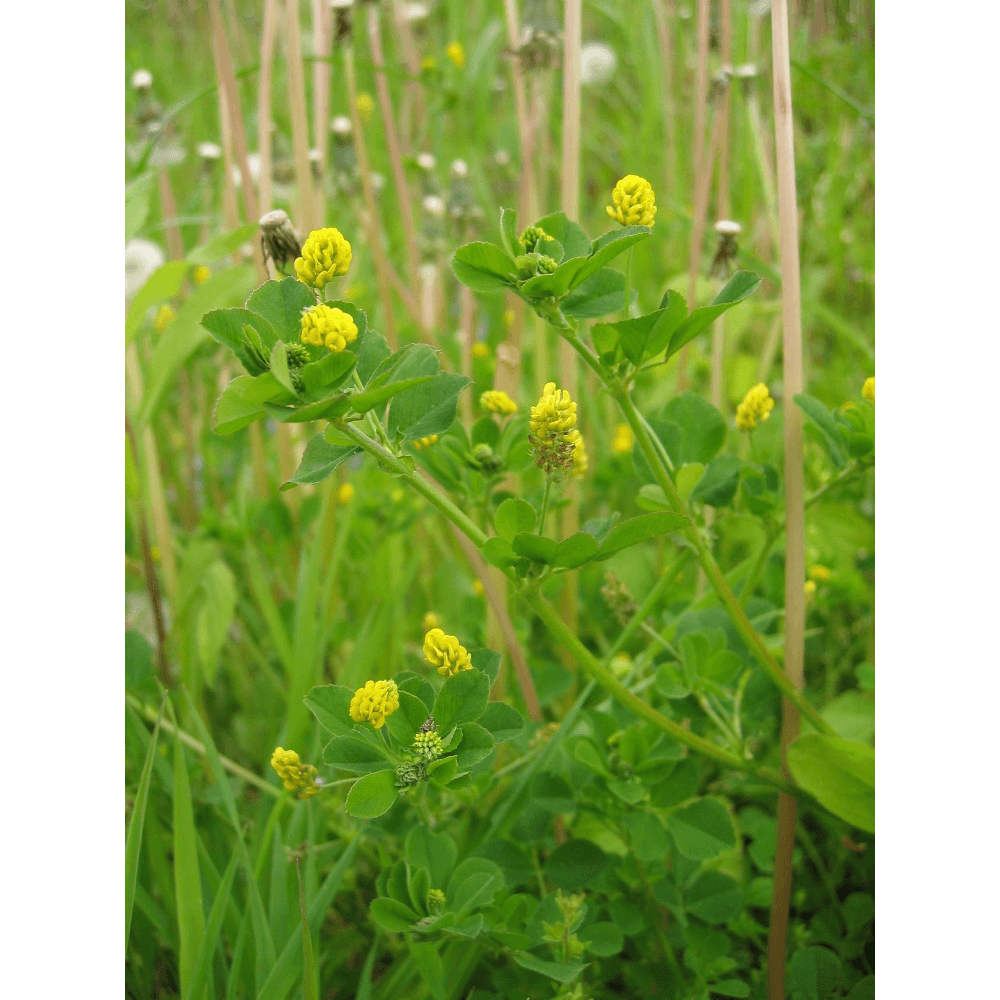 Gelbklee (Medicago lupulina)