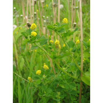 Gelbklee (Medicago lupulina)