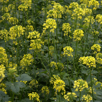 Weißer Senf - Gelbsenf (Sinapis alba L.)