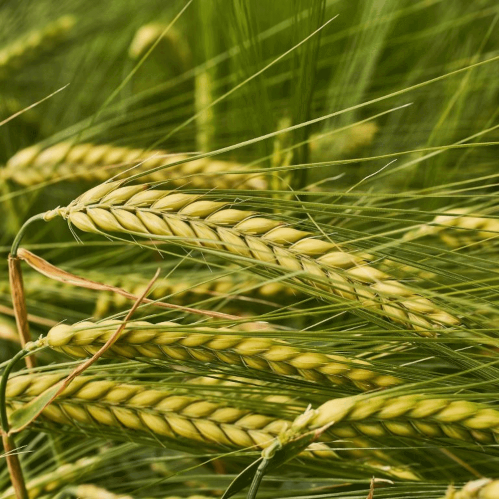 Getreidesaatgut Gerste KWS TARDIS