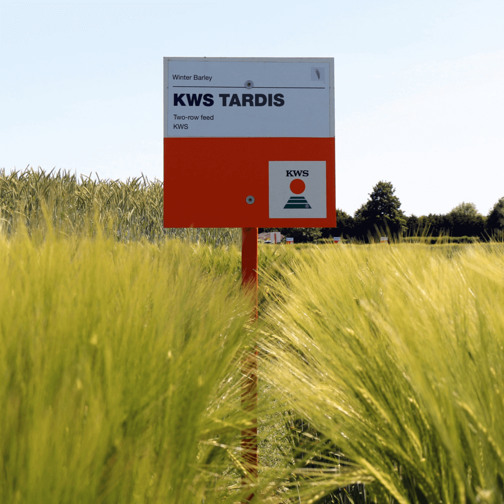 Getreidesaatgut Gerste KWS TARDIS
