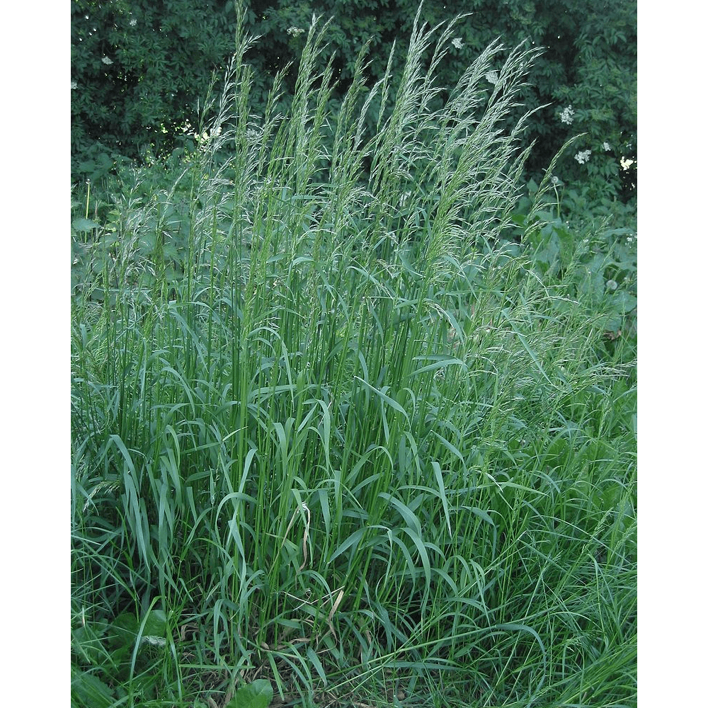 Avoine élevée (Arrhenatherum elatius) Ray-grass français