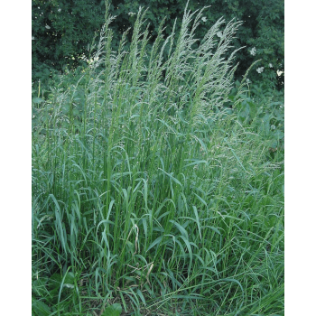 Glatthafer (Arrhenatherum elatius) MEDIAN