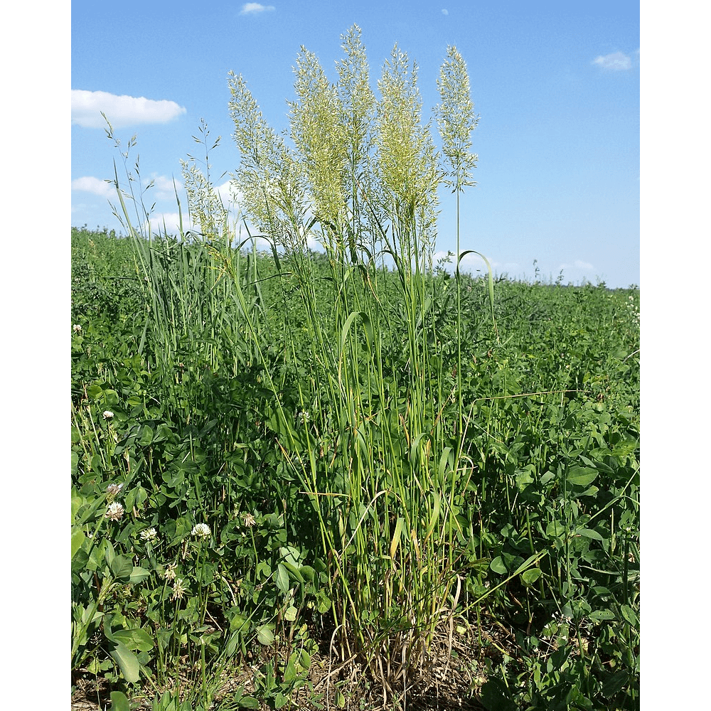 Goldhafer (Trisetum flavescens)