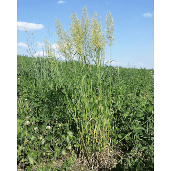 Goldhafer (Trisetum flavescens)